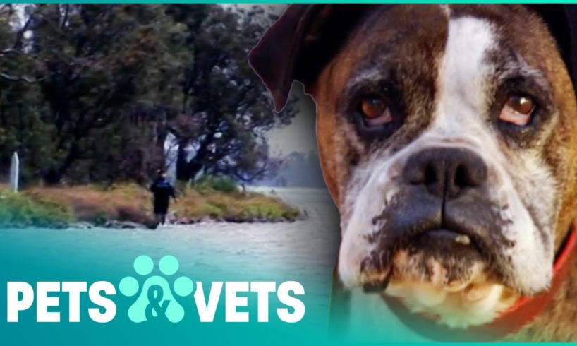 Boxer Dog Washed Ashore On An Uninhabited Island | Animal Rescue | Pets & Vets