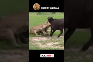 Brave Forest Buffalo Takes Lion's Life | Animals Fight #shorts #buffalo #lion #animals