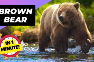 Brown Bear - In 1 Minute! 🐻 One Of The Tallest Animals In The World | Animal Planet Videos