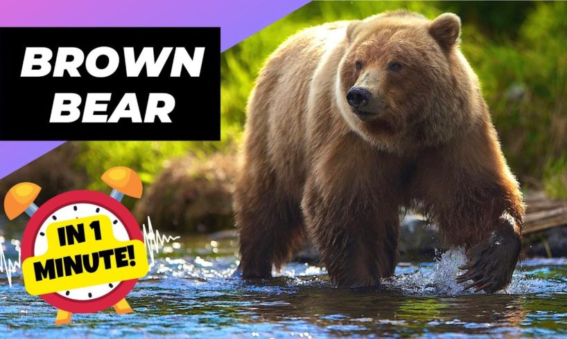 Brown Bear - In 1 Minute! 🐻 One Of The Tallest Animals In The World | Animal Planet Videos