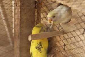 Budgies Throwing Out Nesting Material #budgie #parakeet 🦜 #playing #pets #animals #birds