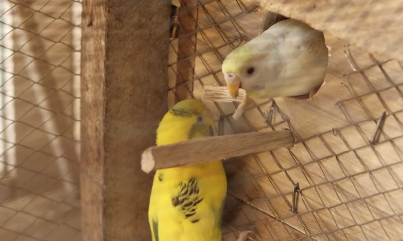 Budgies Throwing Out Nesting Material #budgie #parakeet 🦜 #playing #pets #animals #birds
