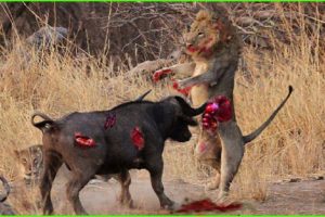 Buffaloes Chasing And Attacking The Lion | Lion Vs Buffalo | Animal Fights