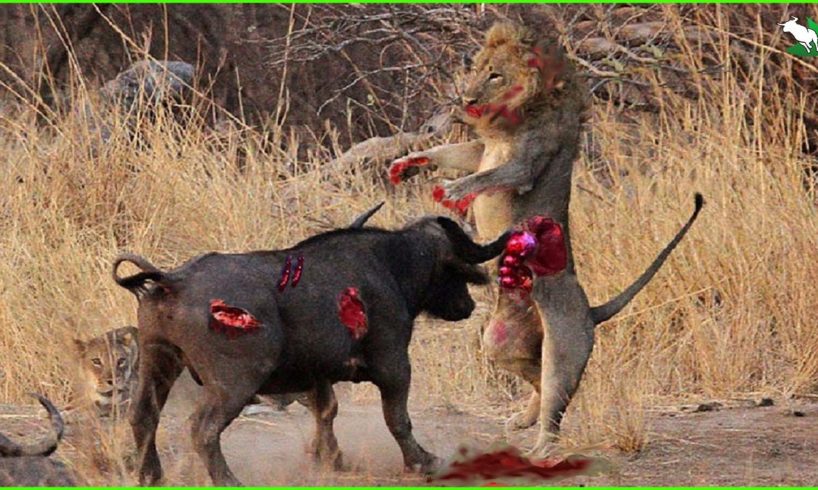 Buffaloes Chasing And Attacking The Lion | Lion Vs Buffalo | Animal Fights