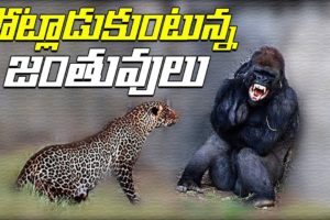 CRAZIEST ANIMAL FIGHTS CAUGHT ON CAMERA | T Talks