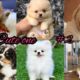 CUTE PUPPIES - The Cutest Ones EVER! 🤗🤗😍😍
