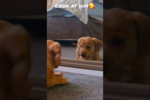 CUTEST Puppy Plays With His Reflection🥰