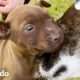Cachorro rescatado consigue su propio cachorro y lo cubre de besos | Puro Pitbull | El Dodo