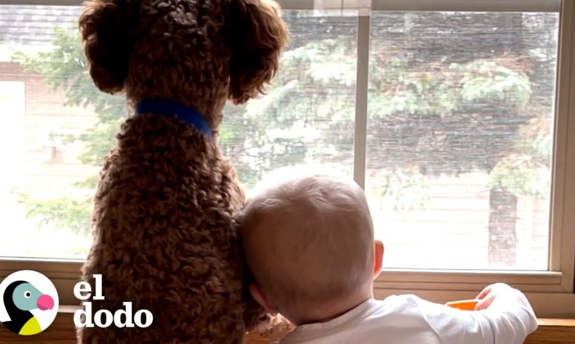 Cachorro y bebé criados juntos desde el primer día | Almas Gemelas | El Dodo