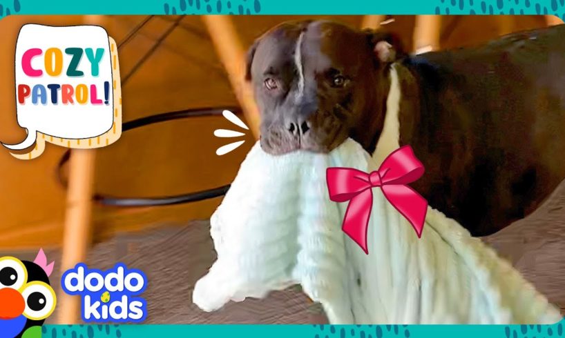 Can These Dogs Find A Cozy Gift For Mom? | Dodo Kids | Animal Videos
