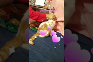 Cat Playing | #shorts #cat #cute #funny #viral #animals #comedy #comment #like #share #subscribe