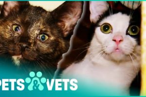 Cat Sanctuary Gets Hit With Terrifying Disease | Animal Rescue | Pets & Vets
