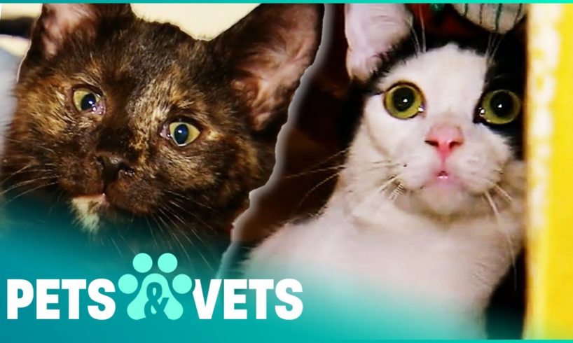 Cat Sanctuary Gets Hit With Terrifying Disease | Animal Rescue | Pets & Vets