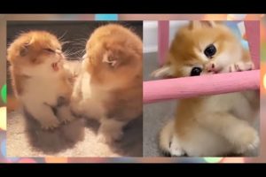 Cats Video Compilation Cute Kitten's Playing @Aww Animals