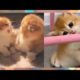 Cats Video Compilation Cute Kitten's Playing @Aww Animals