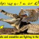 Cheetahs and crocodiles are fighting to the death wildlife  wild animal fight video