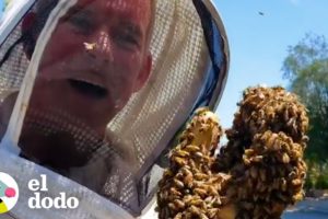 Chico rescata abejas con sus propias manos | El Dodo