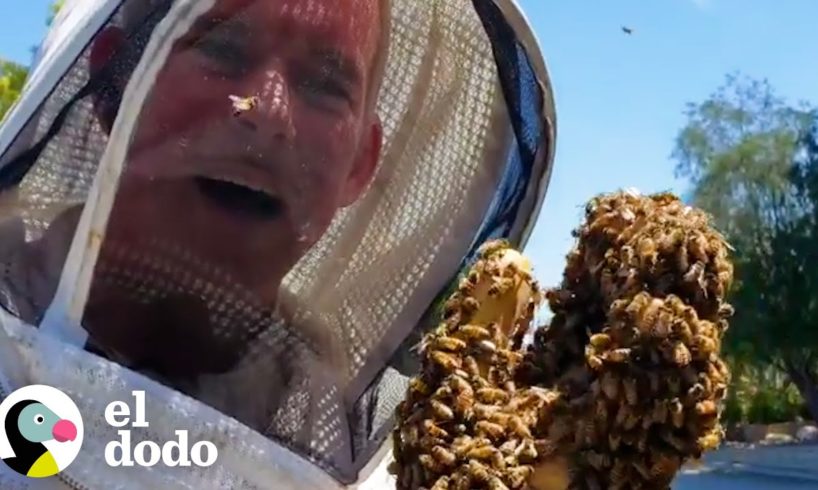 Chico rescata abejas con sus propias manos | El Dodo