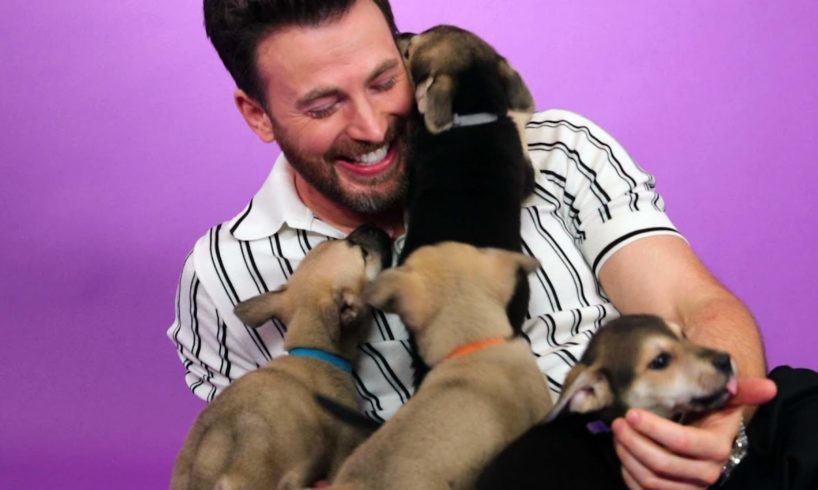 Chris Evans: The Puppy Interview