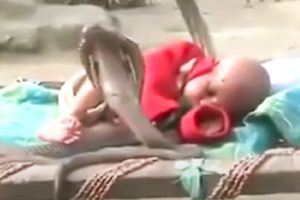 Cobra saves a child's life! Animal-rescuers caught on camera