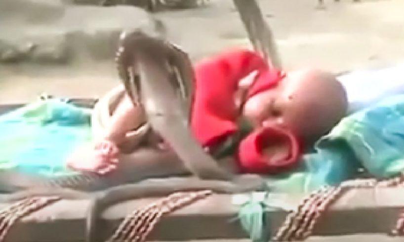 Cobra saves a child's life! Animal-rescuers caught on camera