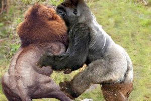 Craziest Gorilla Attacks and Fights Caught on Camera