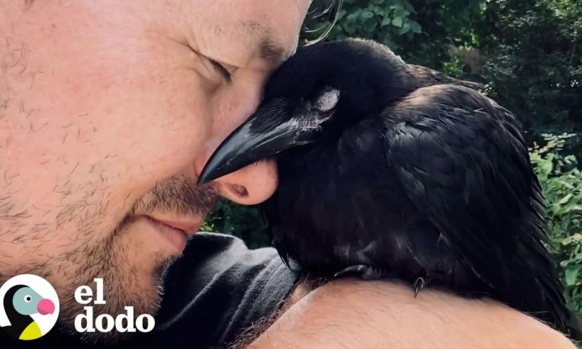 Cuervo salvaje toma café con su salvador todos los días | Corazones Salvajes | El Dodo
