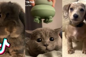 Cute Animal TikToks That Need to Be Petted ❤️️