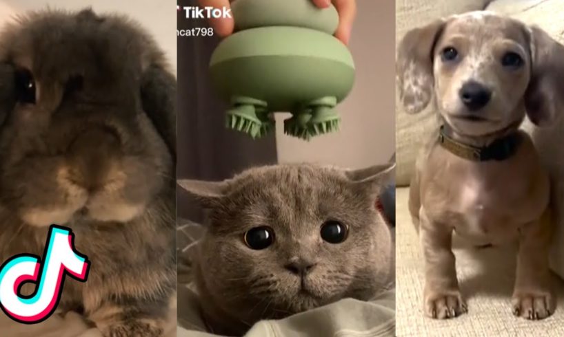 Cute Animal TikToks That Need to Be Petted ❤️️