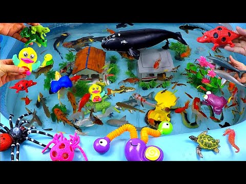 Cute Animals, Giant Whale, Crocodile, Flapping Duck, Black Shark, Turtle, Seahorse, Snake, Goldfish