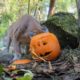 Cute Animals Play With Pumpkins On Halloween