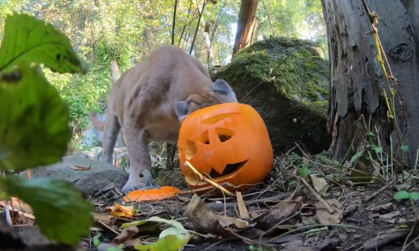 Cute Animals Play With Pumpkins On Halloween