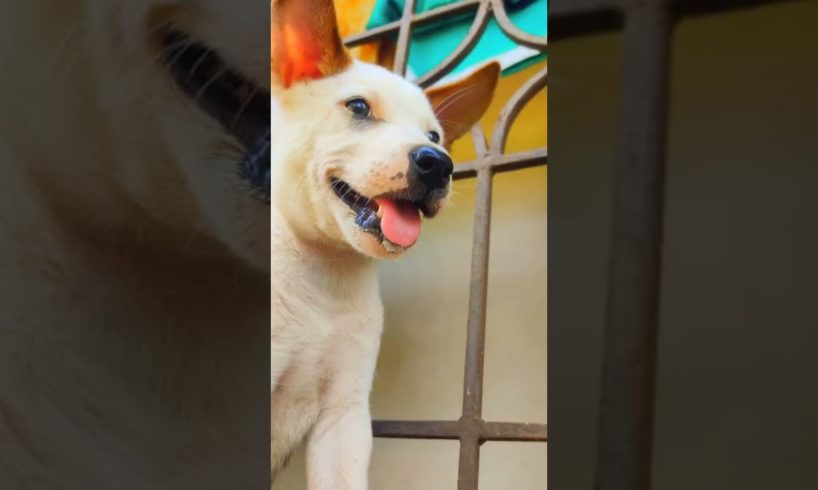Cute Baby Dog Can't wait for His Meal Cutest Puppy Ever😍