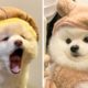 Cute Baby Dogs Videos Compilation Cutest Moment Of The Puppy 😍🐶| Cute Puppies