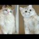 Cute Kitten Surprise😹#43 | Viral Clips | Soo Animals | #viral #tranding #popular #shorts #animals