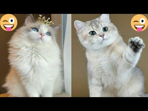 Cute Kitten Surprise😹#43 | Viral Clips | Soo Animals | #viral #tranding #popular #shorts #animals