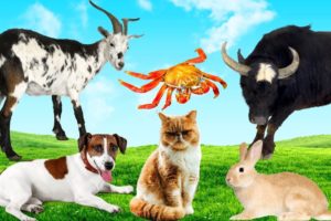Cute Little Animals - Dog, Cat, Crab, Goat, Buffalo - Animal Sounds