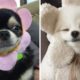 ♥Cute Puppies Doing Funny And Cute Things 😍😍 | Cute Puppies| Cute Puppies