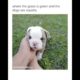 ♥Cute Puppies Doing Funny Things 2021♥ 10 Cutest Dogs