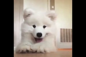 Cute Puppies Funny Videos - Cute Puppies Doing Funny Things | Cutest Baby Animals Doing Funny Things