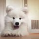 Cute Puppies Funny Videos - Cute Puppies Doing Funny Things | Cutest Baby Animals Doing Funny Things