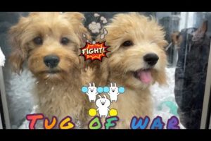 Cute Puppies have a Tug of War in the Pet store #9 @Divine River