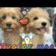 Cute Puppies have a Tug of War in the Pet store #9 @Divine River