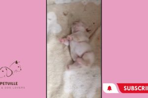 Cute PuppiesにFunny DogsをCompilation!