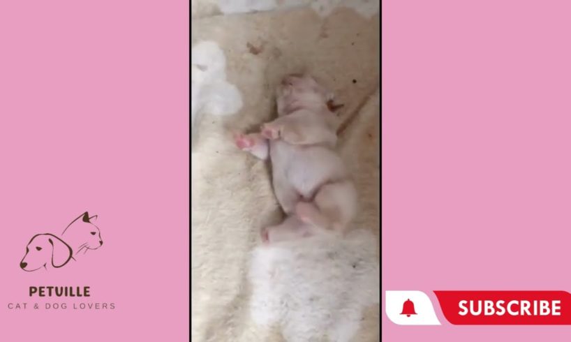 Cute PuppiesにFunny DogsをCompilation!