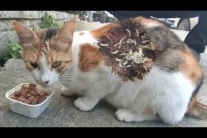 Cute Stray Cats Almost Fighted For Food 🐾 Animal Rescue/ Stray Cats