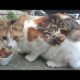 Cute Stray Cats Almost Fighted For Food 🐾 Animal Rescue/ Stray Cats