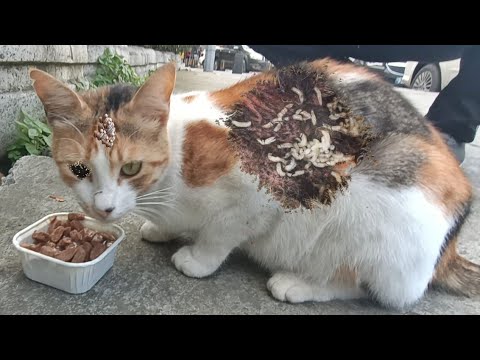 Cute Stray Cats Almost Fighted For Food 🐾 Animal Rescue/ Stray Cats