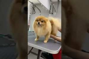 Cute and Funny Pomeranian Dog shorts Video | Cutest Puppy | MINI POMERANIAN