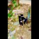 Cute and Funny Puppies Playing | Most Cute Baby Dogs | কুকুরের বাচ্চা #shorts #dog #puppy #doglover